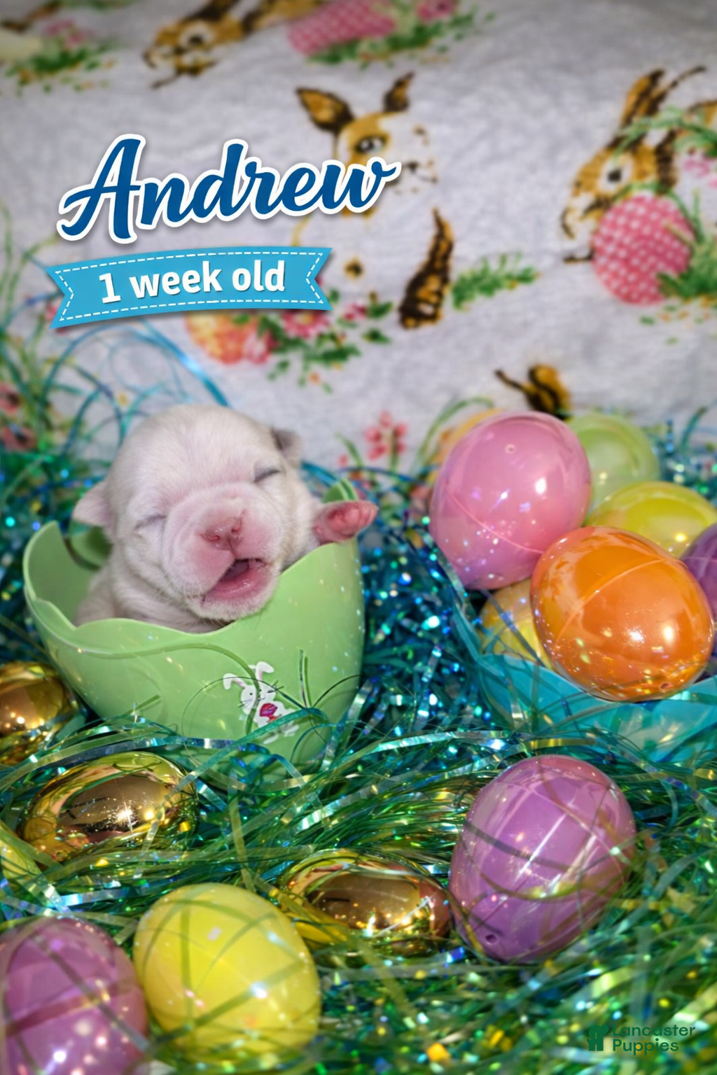 Pug dogs ANDREW  - Ad 3