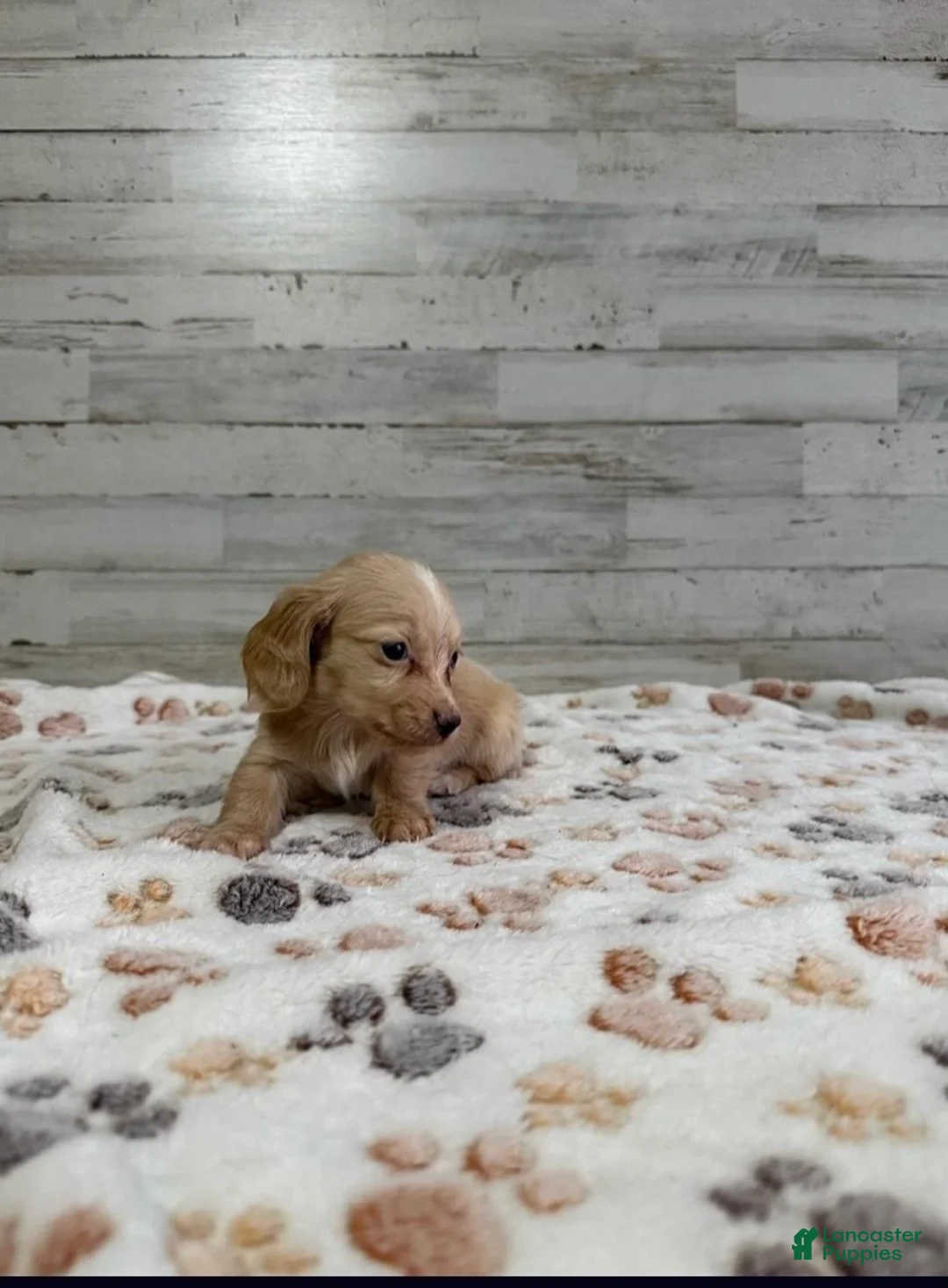 Dachshund dogs for sale: Casper - Ad 1