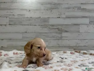 Dachshund dogs Casper - Ad 7