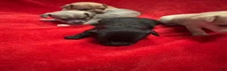 Chihuahua dogs for sale: Chihuahua 4 - Ad 14