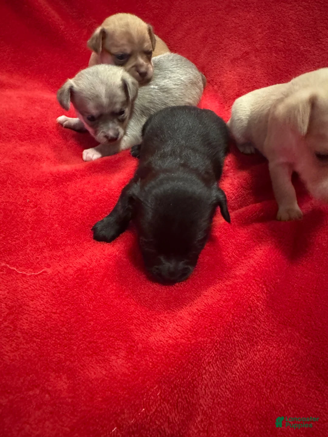 Chihuahua dogs for sale: Chihuahua 4 - Ad 14