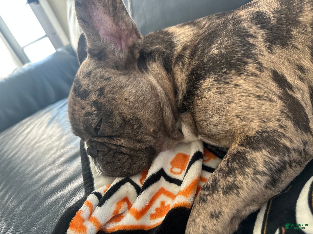 French Bulldog dogs for stud: Bubba  - Ad 2