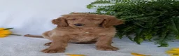 Goldendoodle dogs for sale: Lou - Ad 5