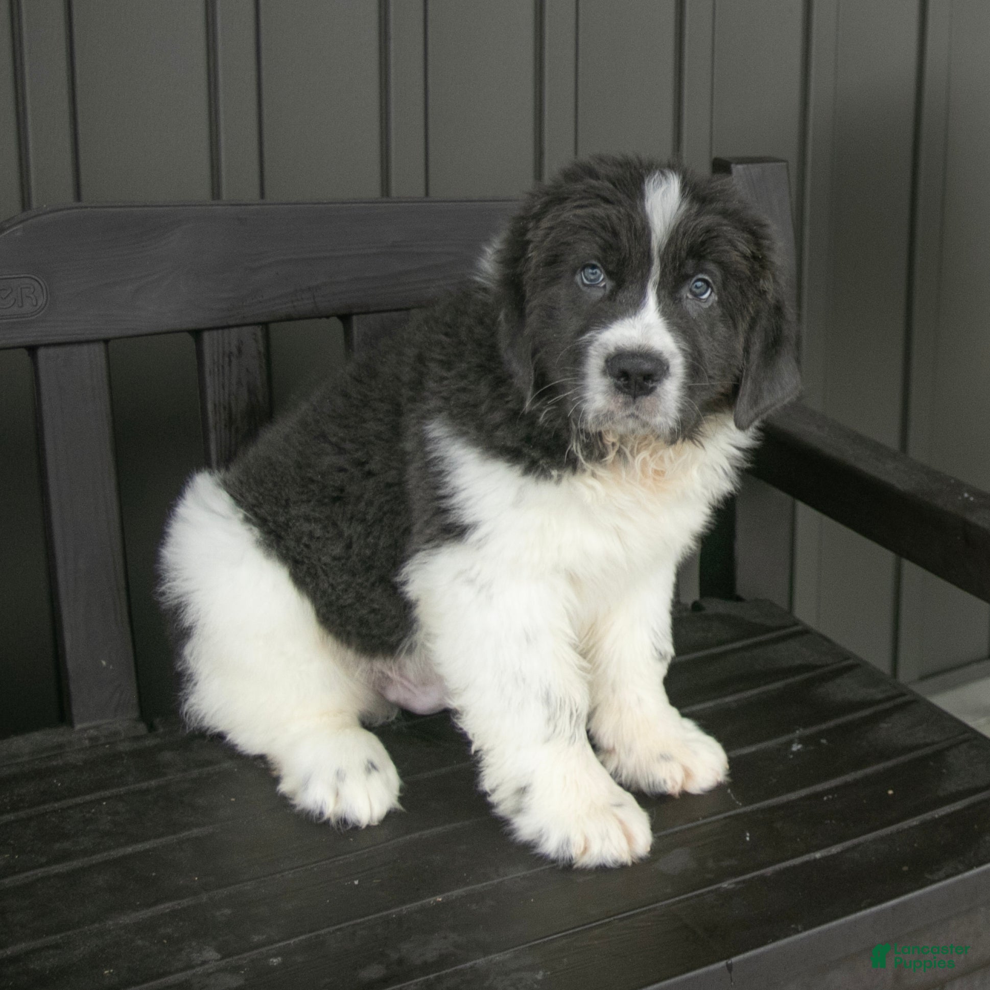 Newfoundland dogs Roscoe - Ad 2