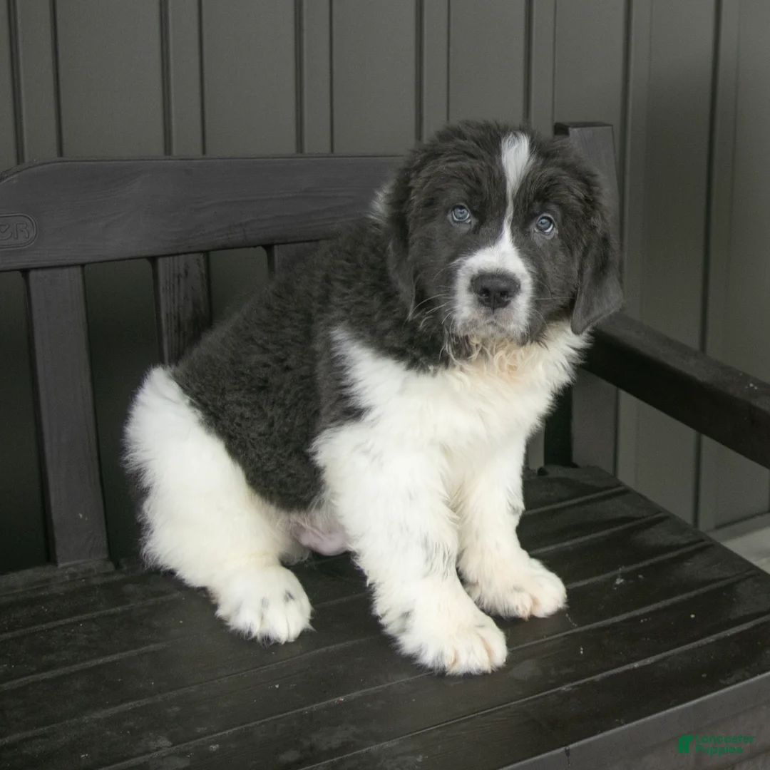 Newfoundland dogs for sale: Roscoe - Ad 2