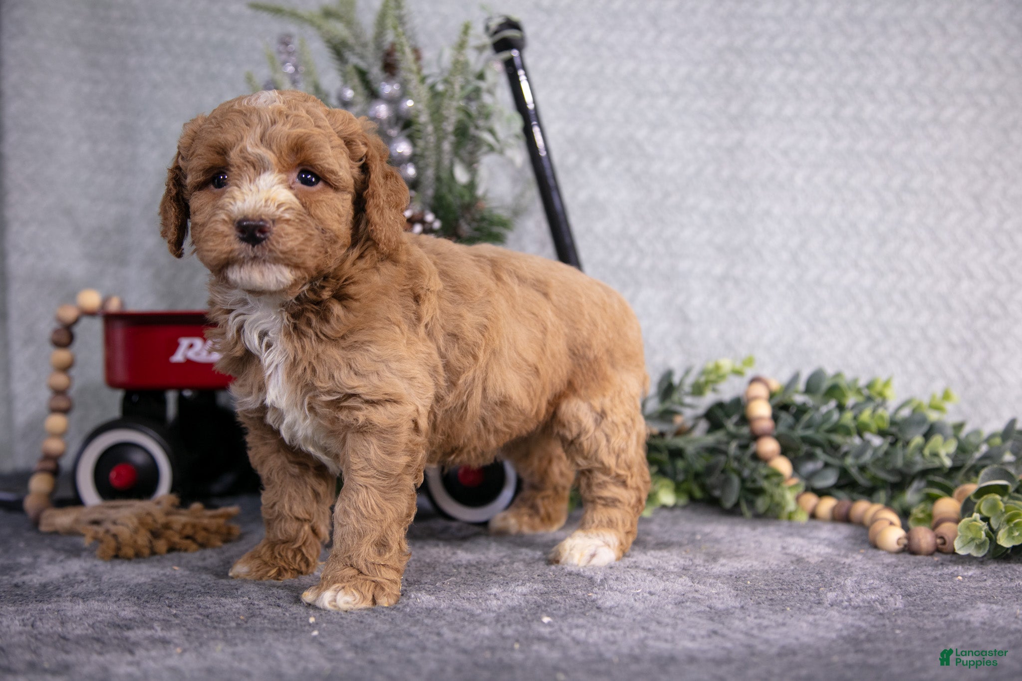 Miniature Poodle dogs Spencer - Ad 22