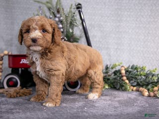 Miniature Poodle dogs Spencer - Ad 22