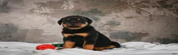 Rottweiler dogs for sale:  Callie 🌸 - Ad 14