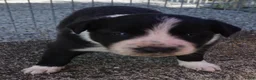 Border Collie dogs for sale: REBA - Ad 6