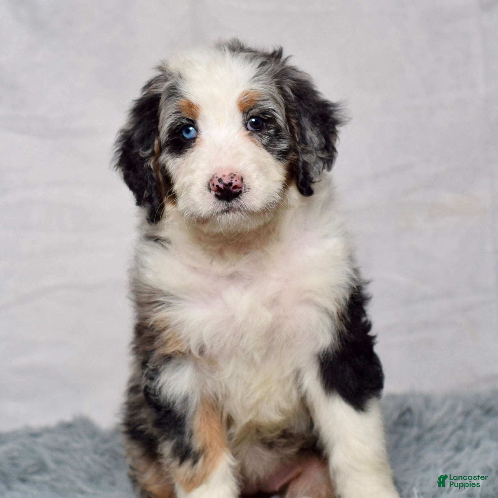 Bernedoodle dogs Willow - Ad 2