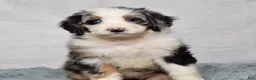 Bernedoodle dogs for sale: Willow - Ad 2