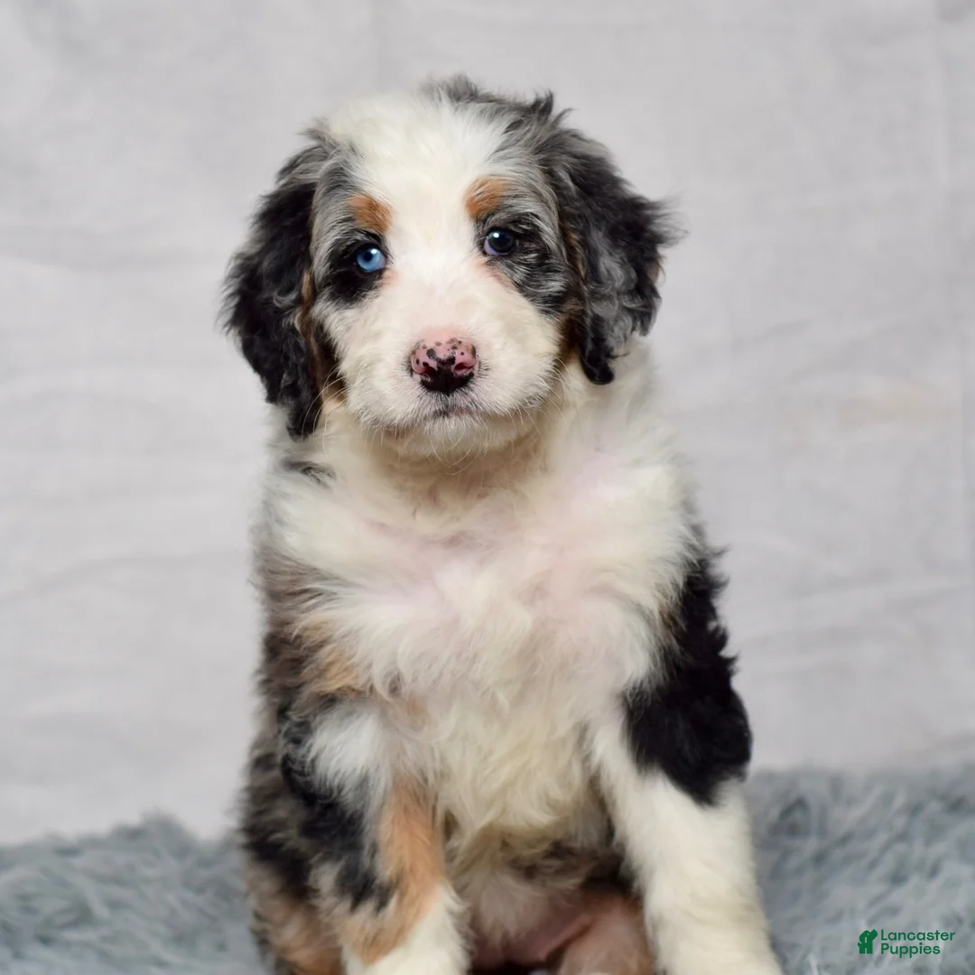 Bernedoodle dogs for sale: Willow - Ad 2