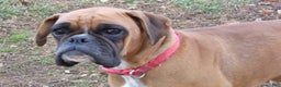 Boxer dogs for stud: Laurel Lila - Ad 5