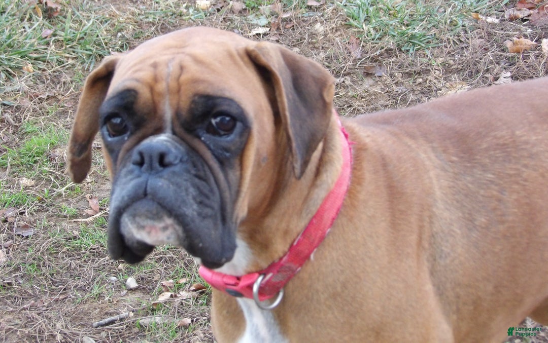 Boxer dogs for stud: Laurel Lila - Ad 5