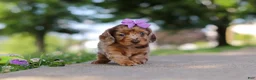 Miniature Dachshund dogs for sale: Clementine - Ad 3