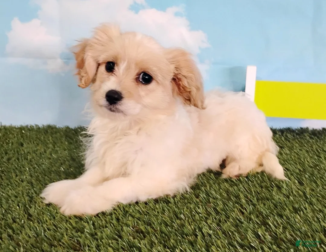 Cavachon dogs for sale: Cooper - Ad 6