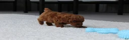 Toy Poodle dogs for sale: Anson - Ad 7