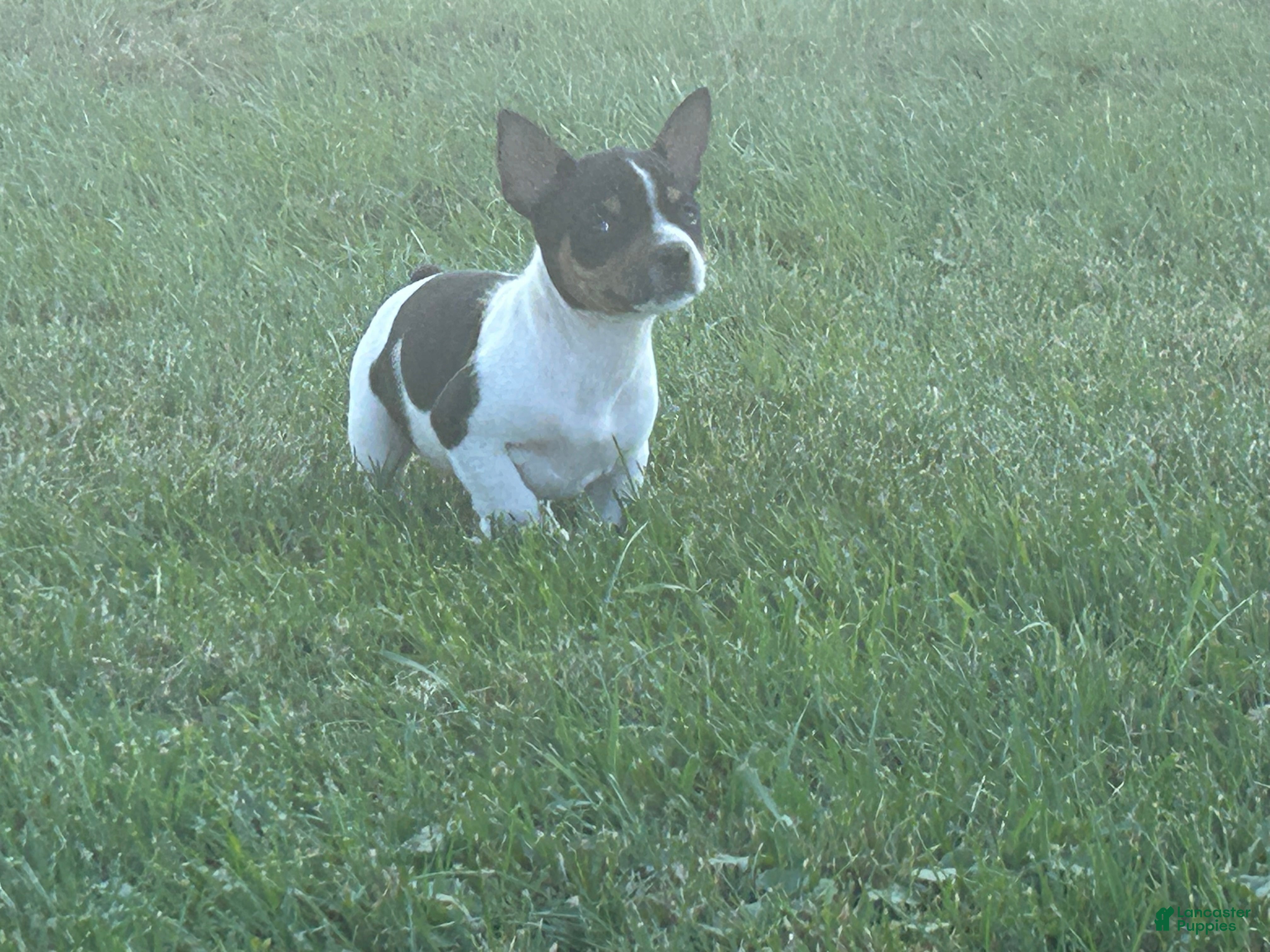 Rat Terrier dogs Old Dominion Terrier Twiggy - Ad 2