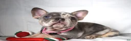 French Bulldog dogs for sale: Trixie - Ad 7