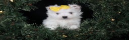 Maltese dogs for sale: ALEX - Ad 21