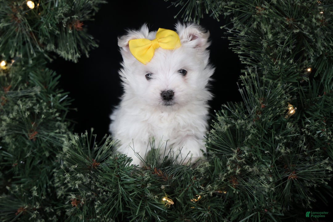Maltese dogs for sale: ALEX - Ad 21