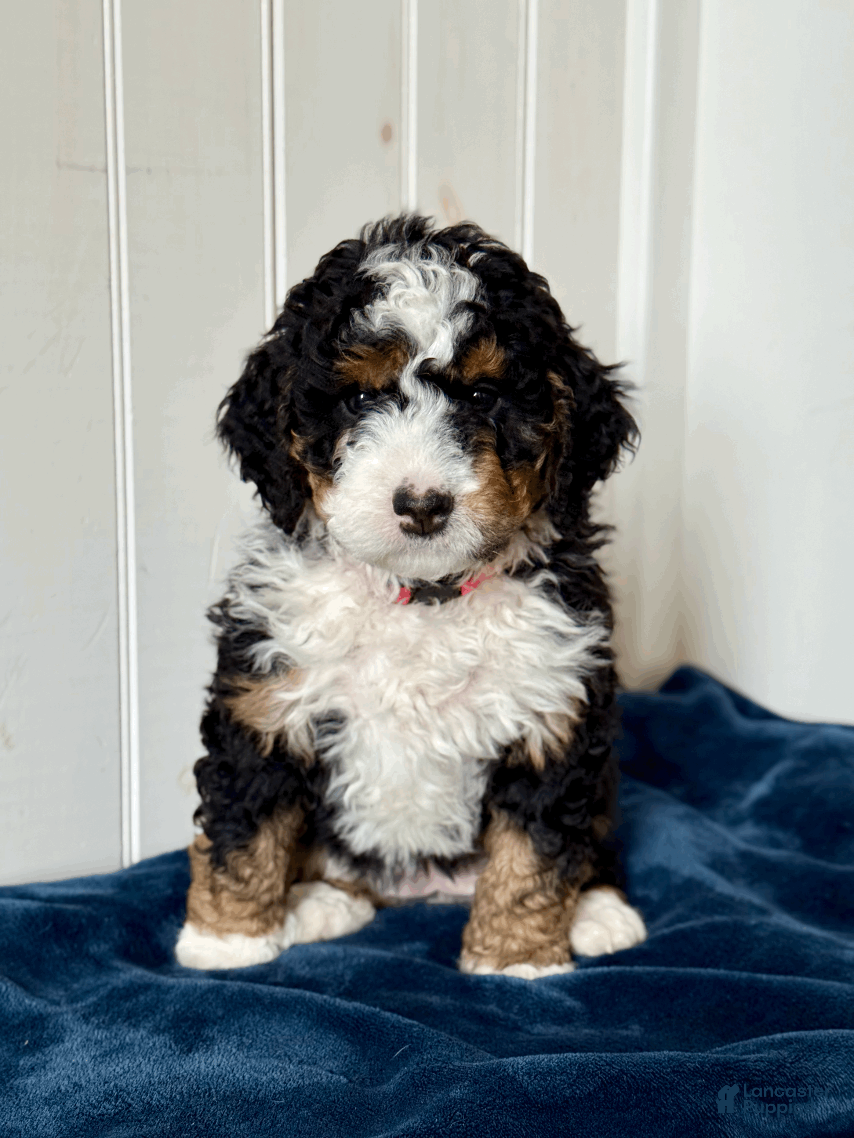 Mini Bernedoodle dogs Nova - Ad 1