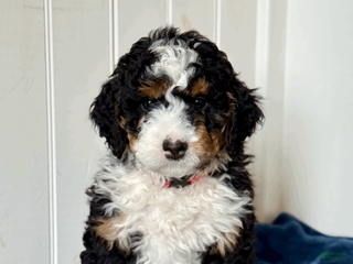 Mini Bernedoodle dogs for sale: Nova - Ad 1