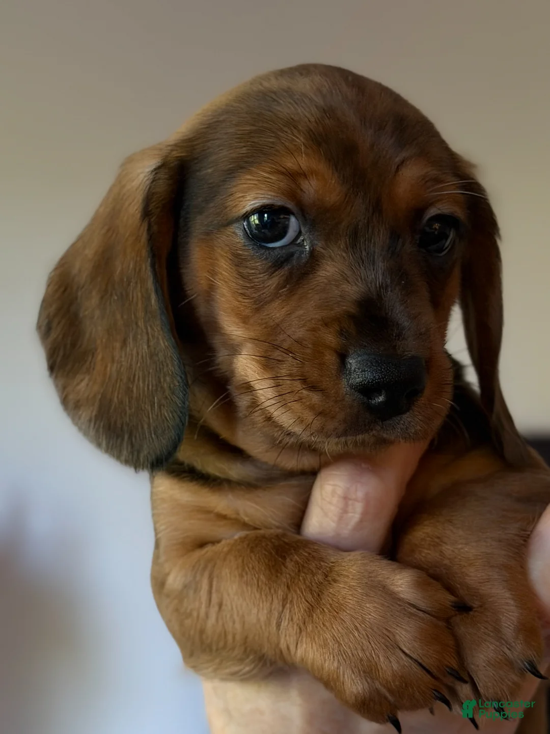 Miniature Dachshund dogs for sale: Miniature Dachshund - Arnold - Ad 20