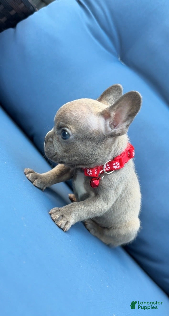 French Bulldog dogs Titan - Ad 2
