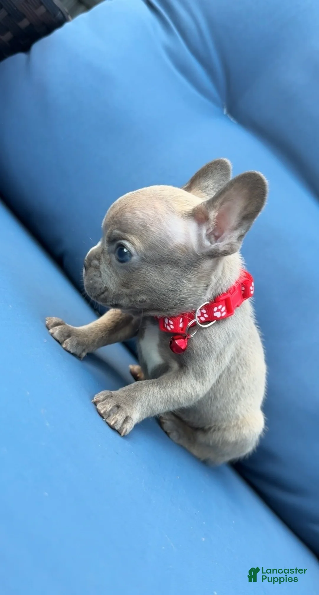 French Bulldog dogs for sale: Titan - Ad 2