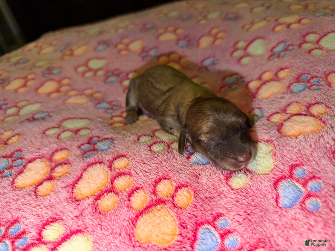 Miniature Dachshund dogs for sale: Cream - Ad 49