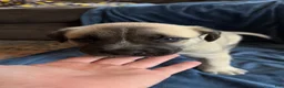 Mixed Breed dogs for sale: Scrud - Ad 8