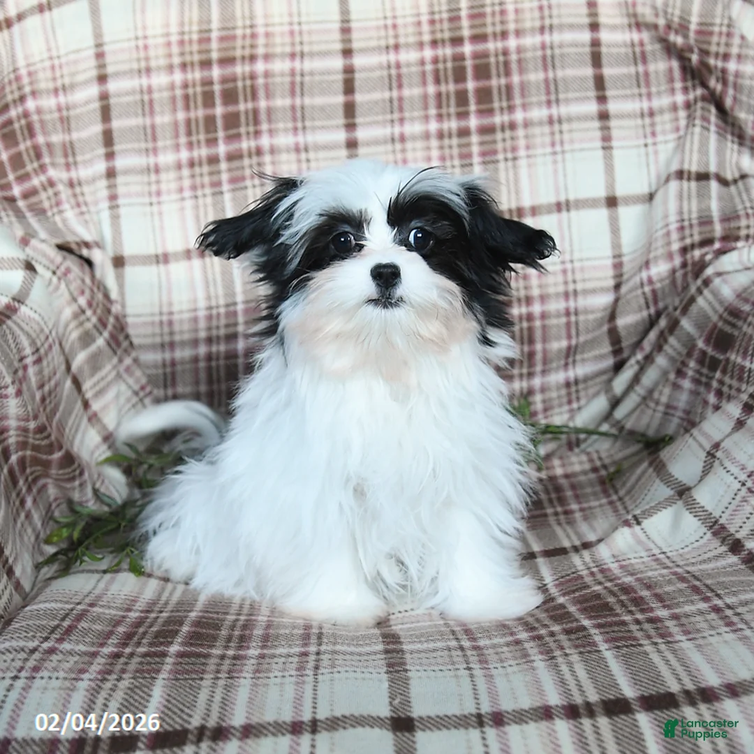 Malshi dogs for sale: Ivy - Ad 2