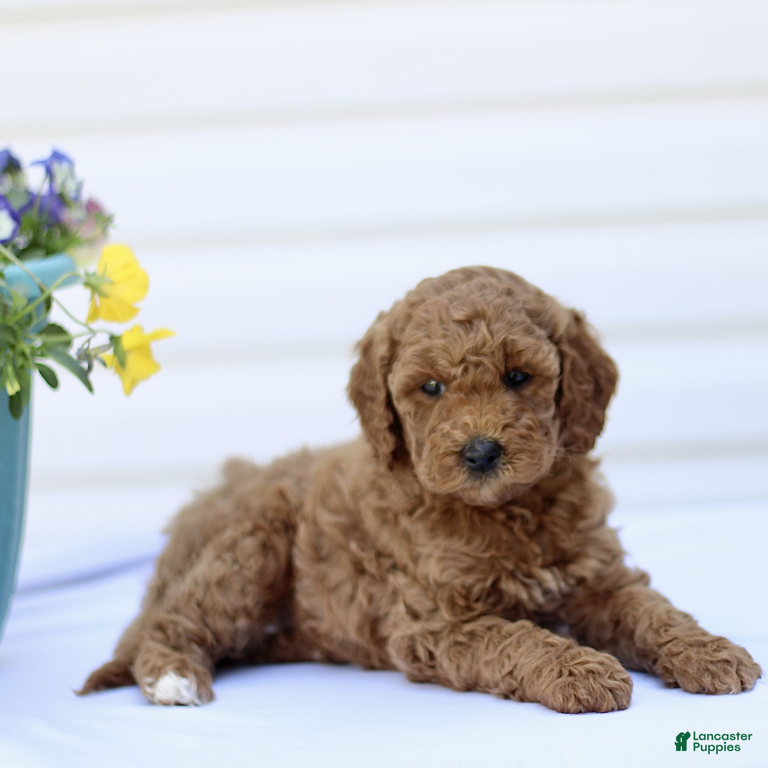 Mini Goldendoodle dogs Sweetheart  - Ad 2