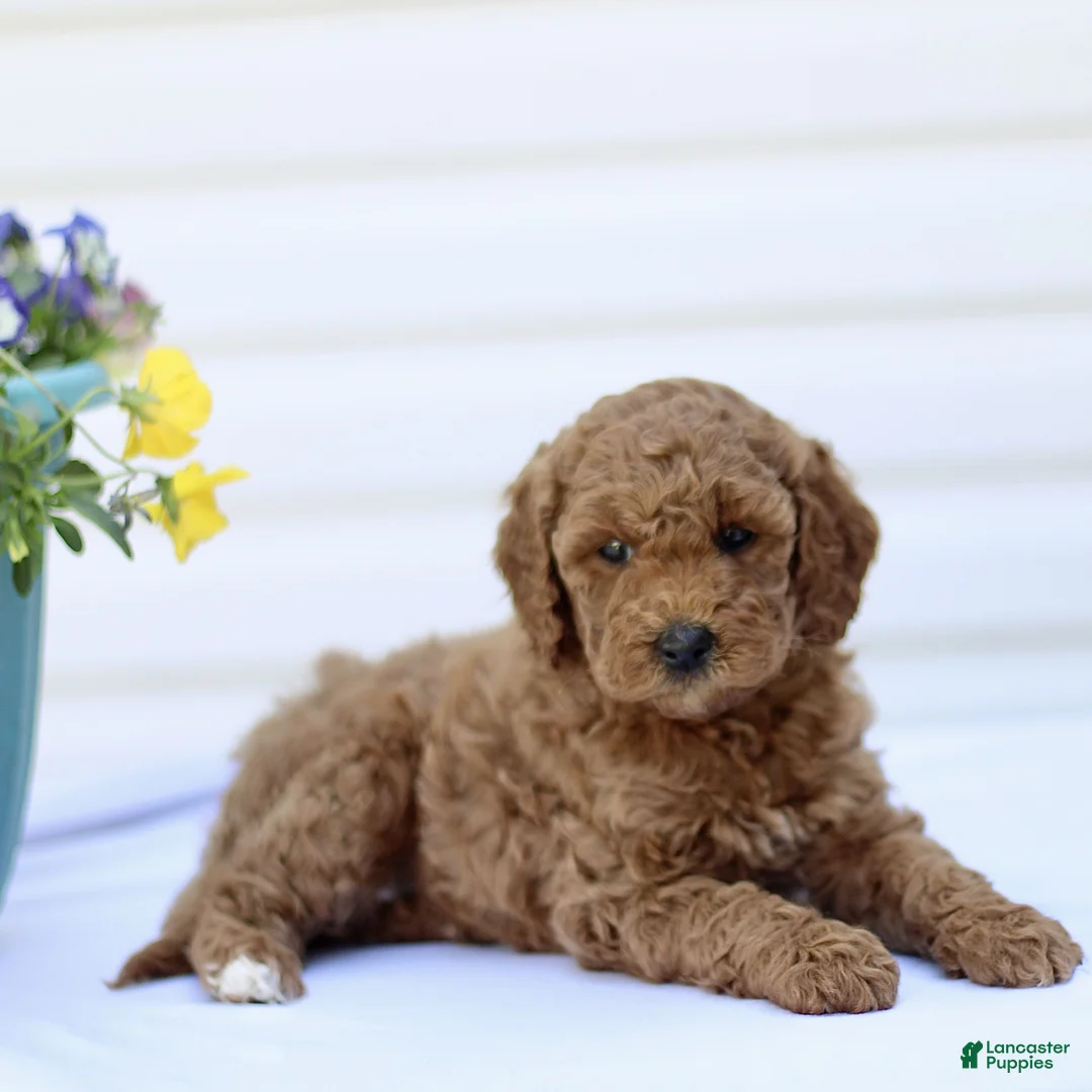 Mini Goldendoodle dogs for sale: Sweetheart  - Ad 2