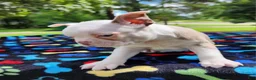Boston Terrier dogs for sale: Taurus (male 1) - Ad 4