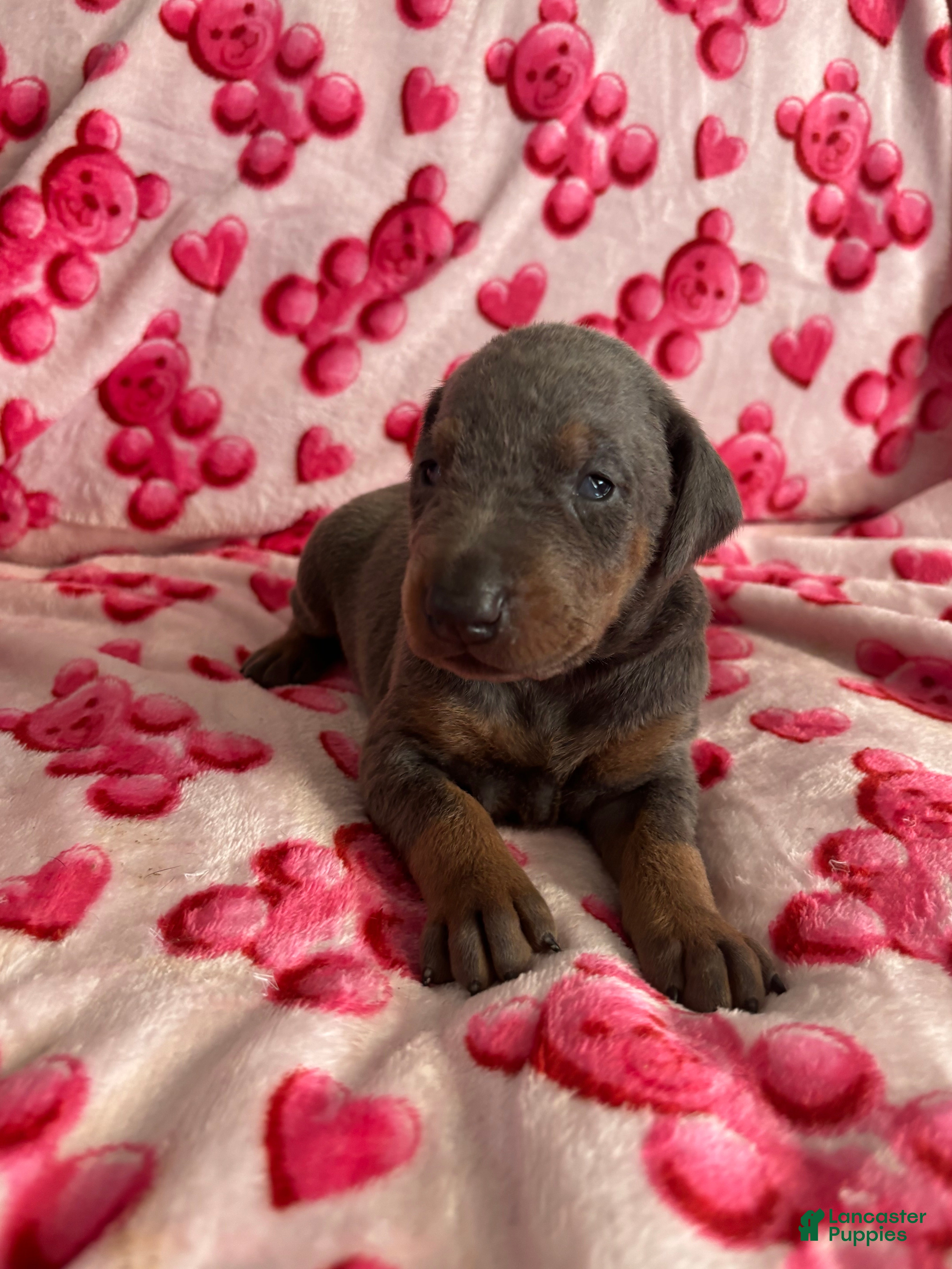 Doberman Pinscher dogs Esme Health tested parents!  - Ad 18