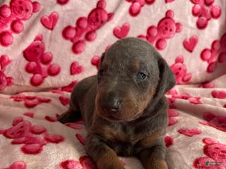 Doberman Pinscher dogs Esme Health tested parents! - Ad 18