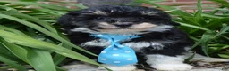Mini Bernedoodle dogs for sale: Mini Buster - Ad 14