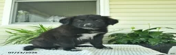 Mixed Breed dogs for sale: Rowdy  - Ad 4