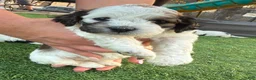 Mixed Breed dogs for sale: Mixed Breed Puppy 1 - Ad 1