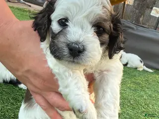 Mixed Breed dogs Mixed Breed Puppy 1 - Ad 39