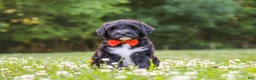 Portuguese Water Dog dogs for sale: Logan - Ad 1