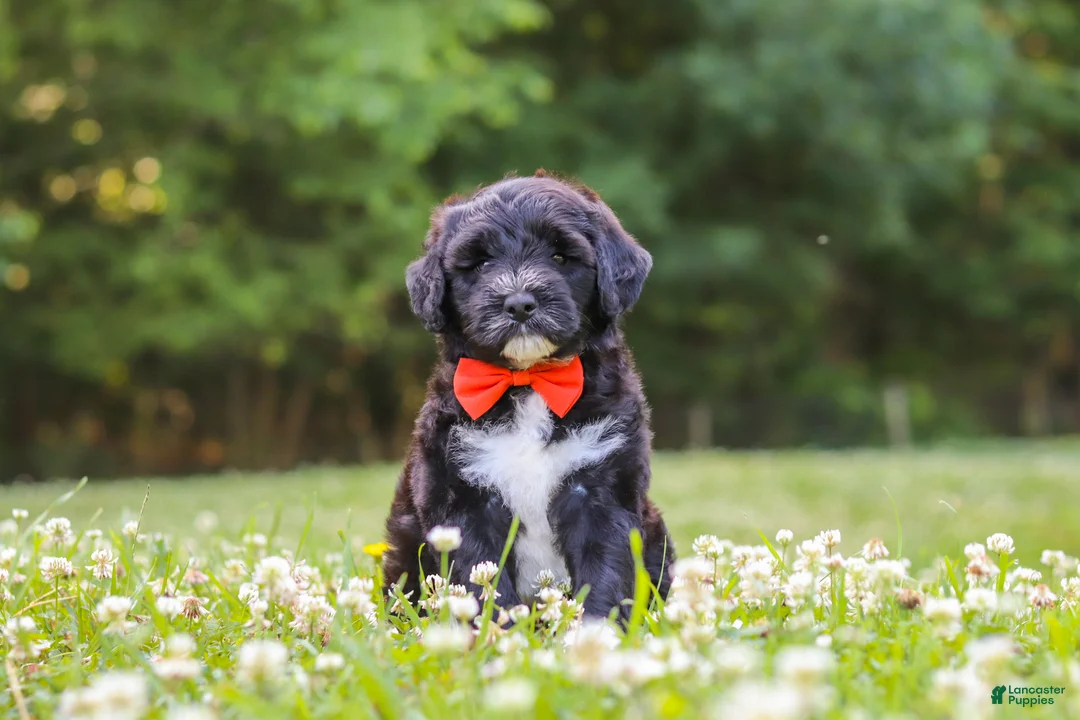 Portuguese Water Dog dogs for sale: Logan - Ad 1