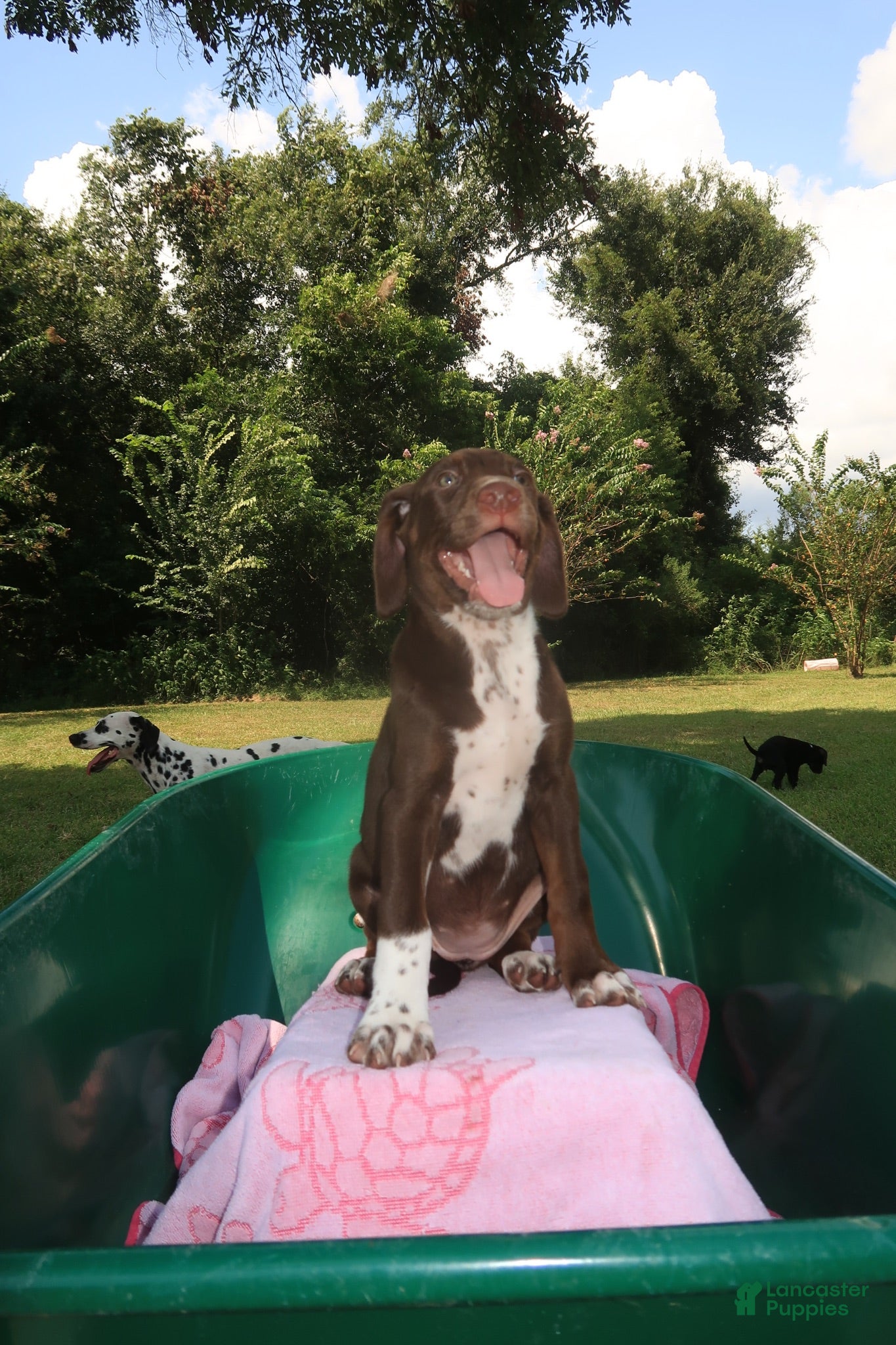 Mixed Breed dogs Brown Sugar - Ad 1