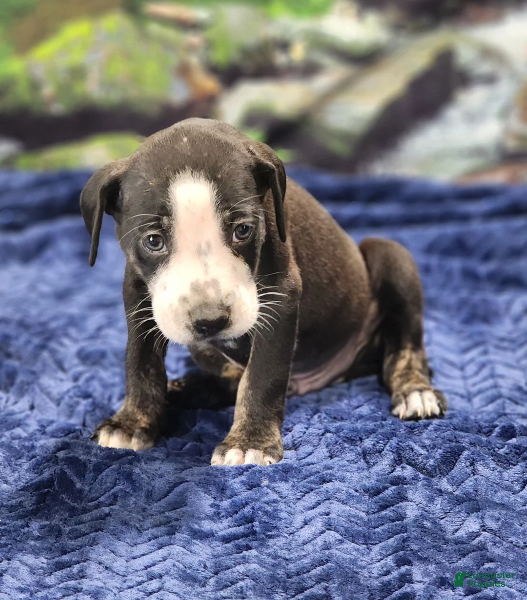 Catahoula Leopard Dog dogs for sale: Luna 2025 Male 1 - Ad 28