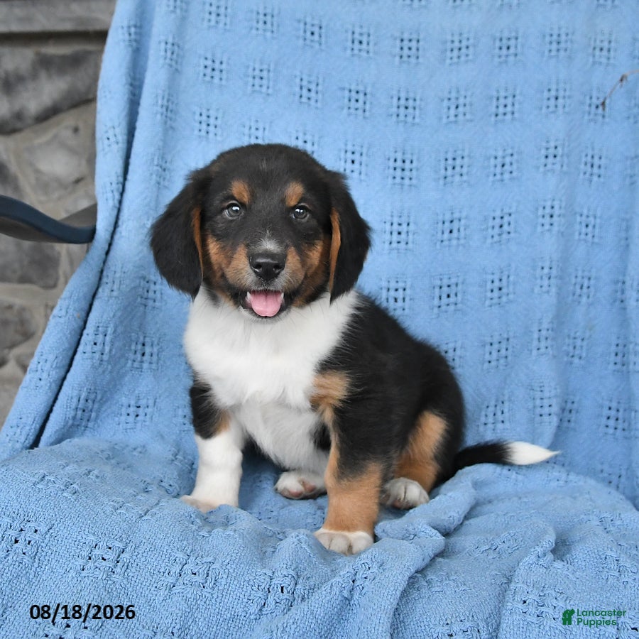 Mixed Breed dogs Piper - Ad 1