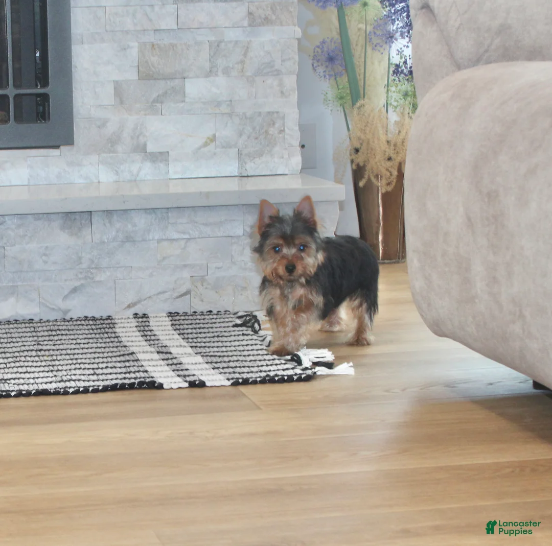 Yorkshire Terrier dogs for sale: Robot - Ad 9