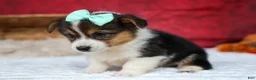 Welsh Corgi Pembroke dogs for sale: Amara🌸 - Ad 17