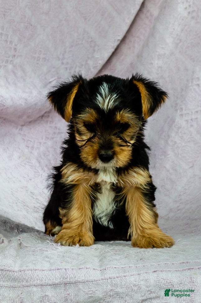 Yorkshire Terrier dogs Rover - Ad 1